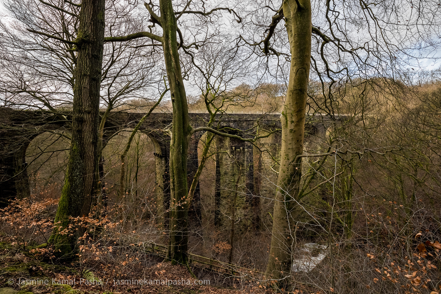 HEALEY DELL NATURE RESERVE, UK