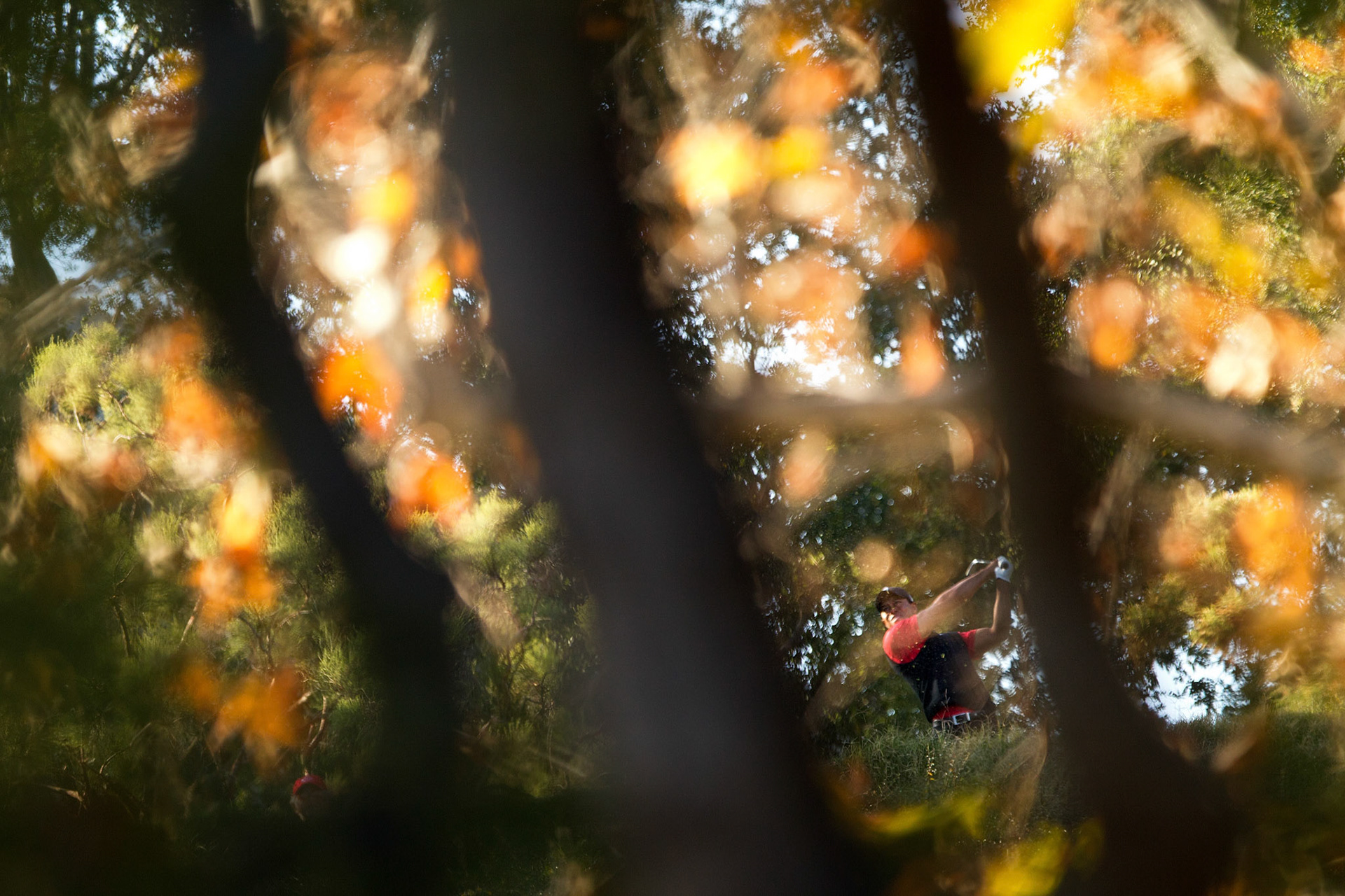 Dec 4, 2011; Tiger Woods during the Chevron World Challenge at Sherwood Country Club. (Photo by Allan Henry / GOLF CHRONICLES / US PRESSWIRE)