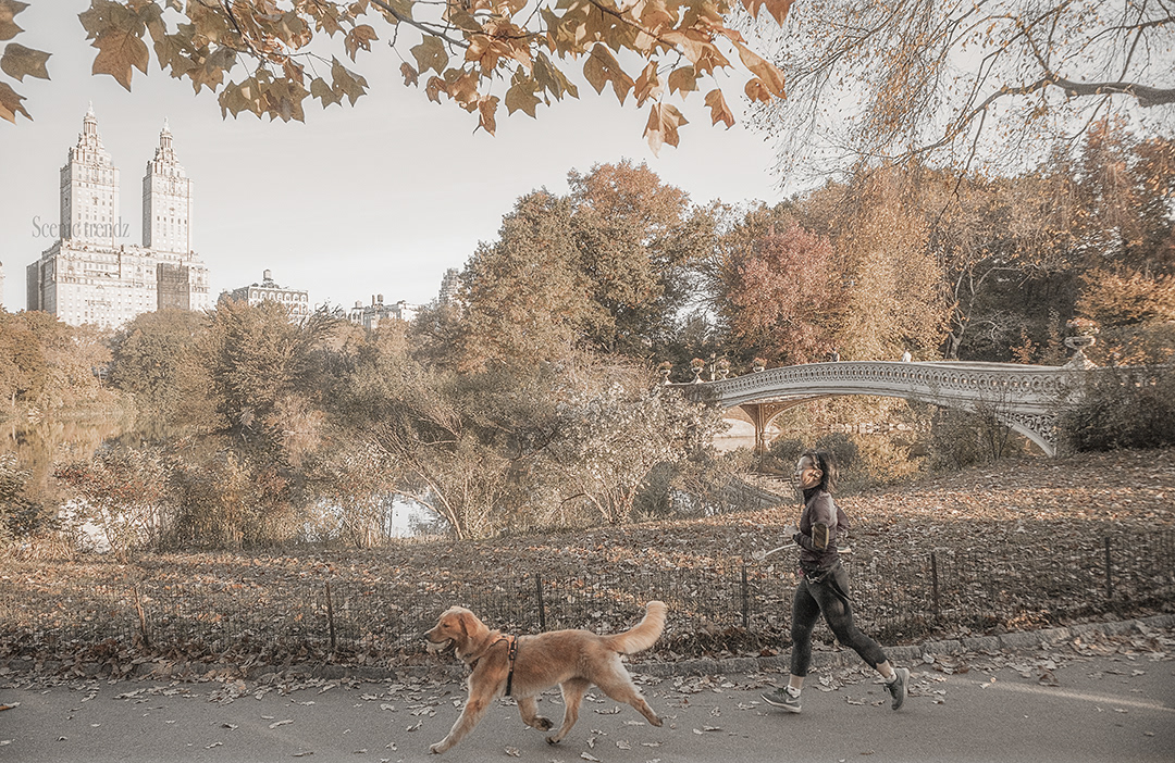 A playful scene captured in Central Park, (Taken in Fall 2019)