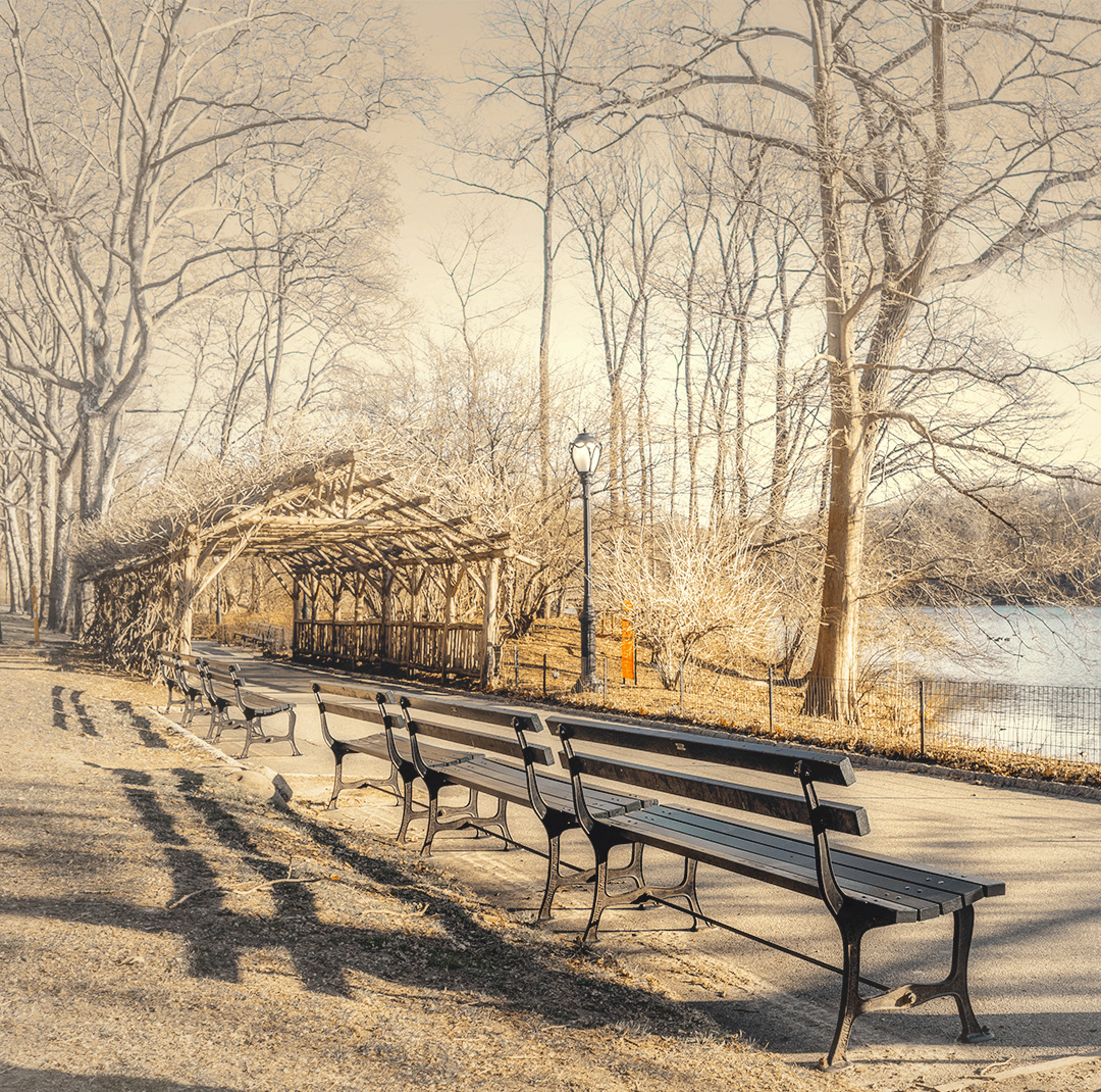A bright winter morning in central park (Taken in winter 2019)