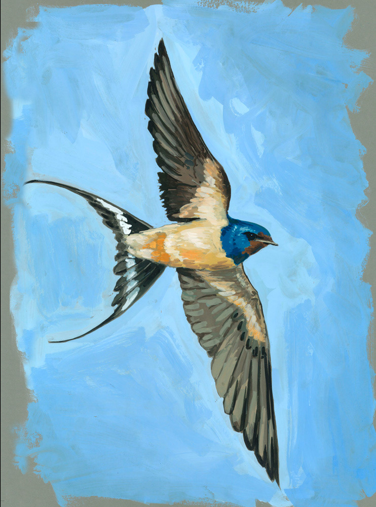 Hirondelle