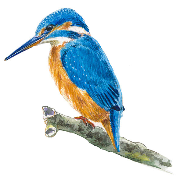 Martin-pêcheur