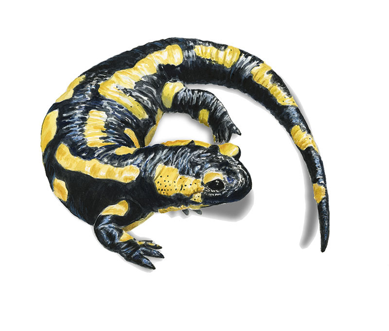 Salamandre