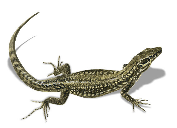 Lézard des murailles