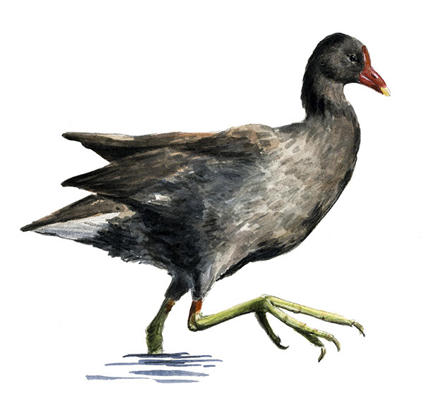Gallinule poule d'eau