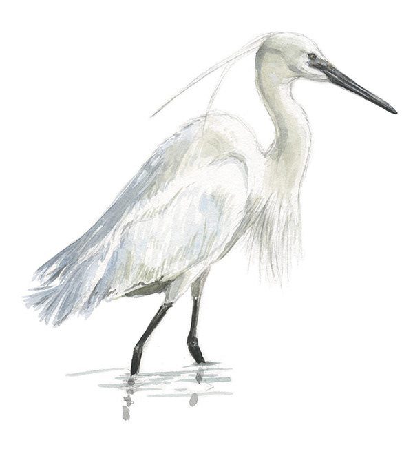 Aigrette garzette