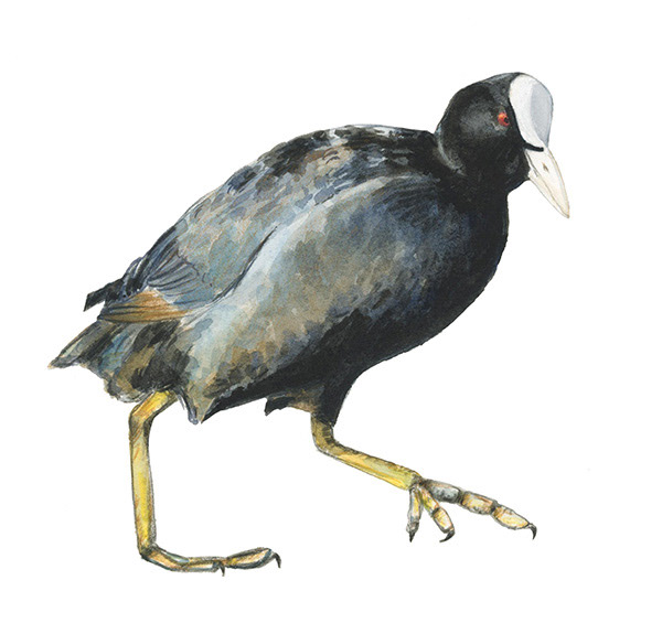 Foulque macroule