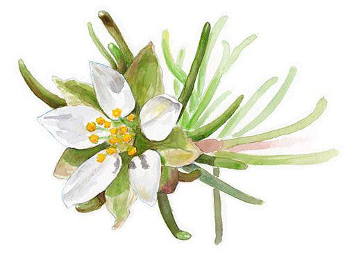 Spergula