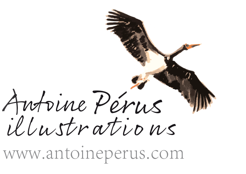 Antoine Pérus Illustrations