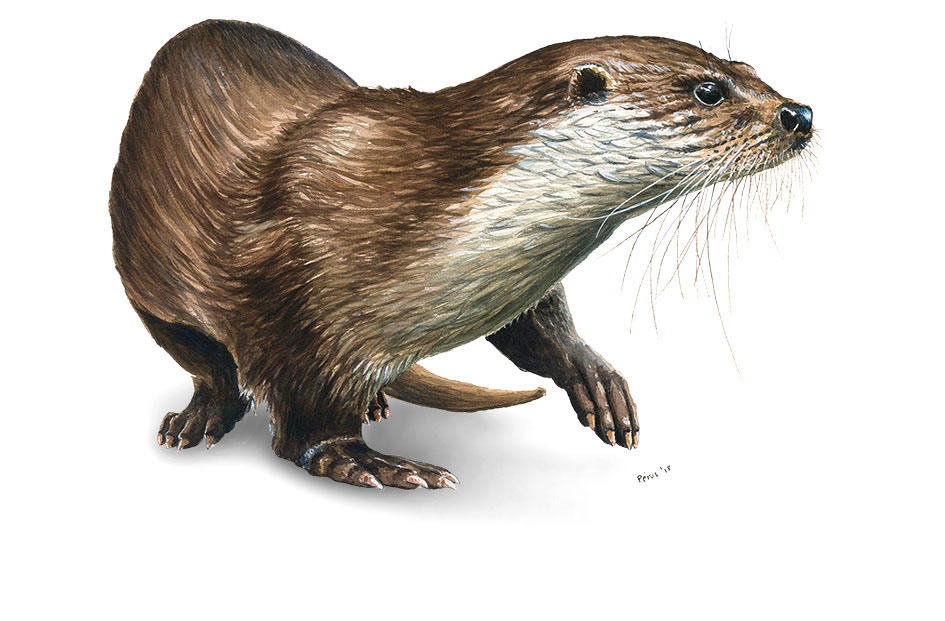 Loutre
