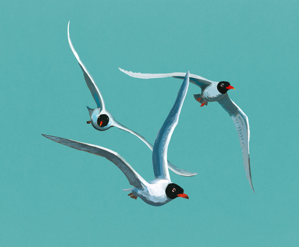 mouettes