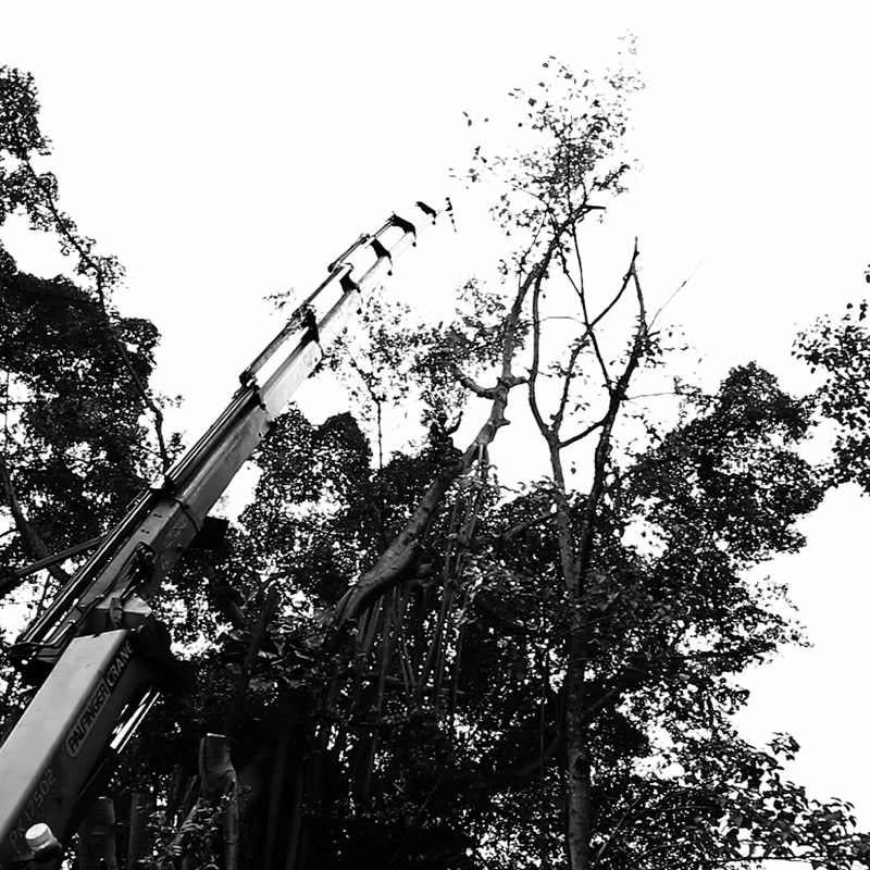 © Robert Zhao Renhui