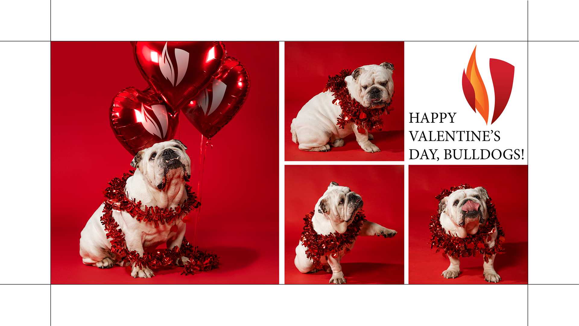 Gardner-Webb University Valentines Day Card - Fund Raising Mailer. In-studio Photography. Bo the Bulldog, GWU Mascot.