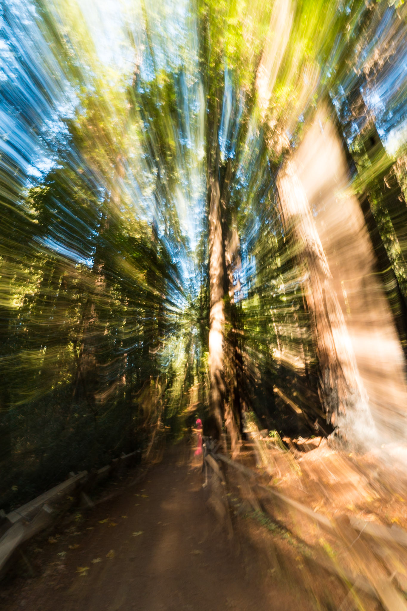 Redwoods Zoom