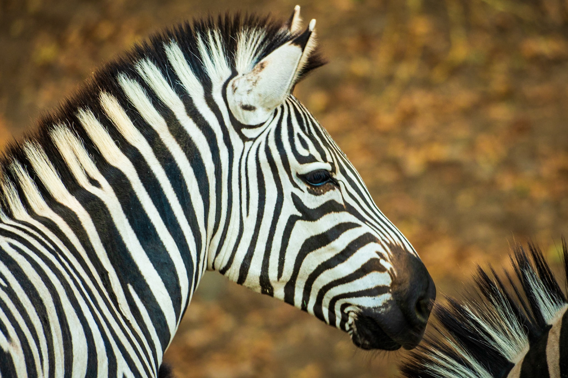 Zebra