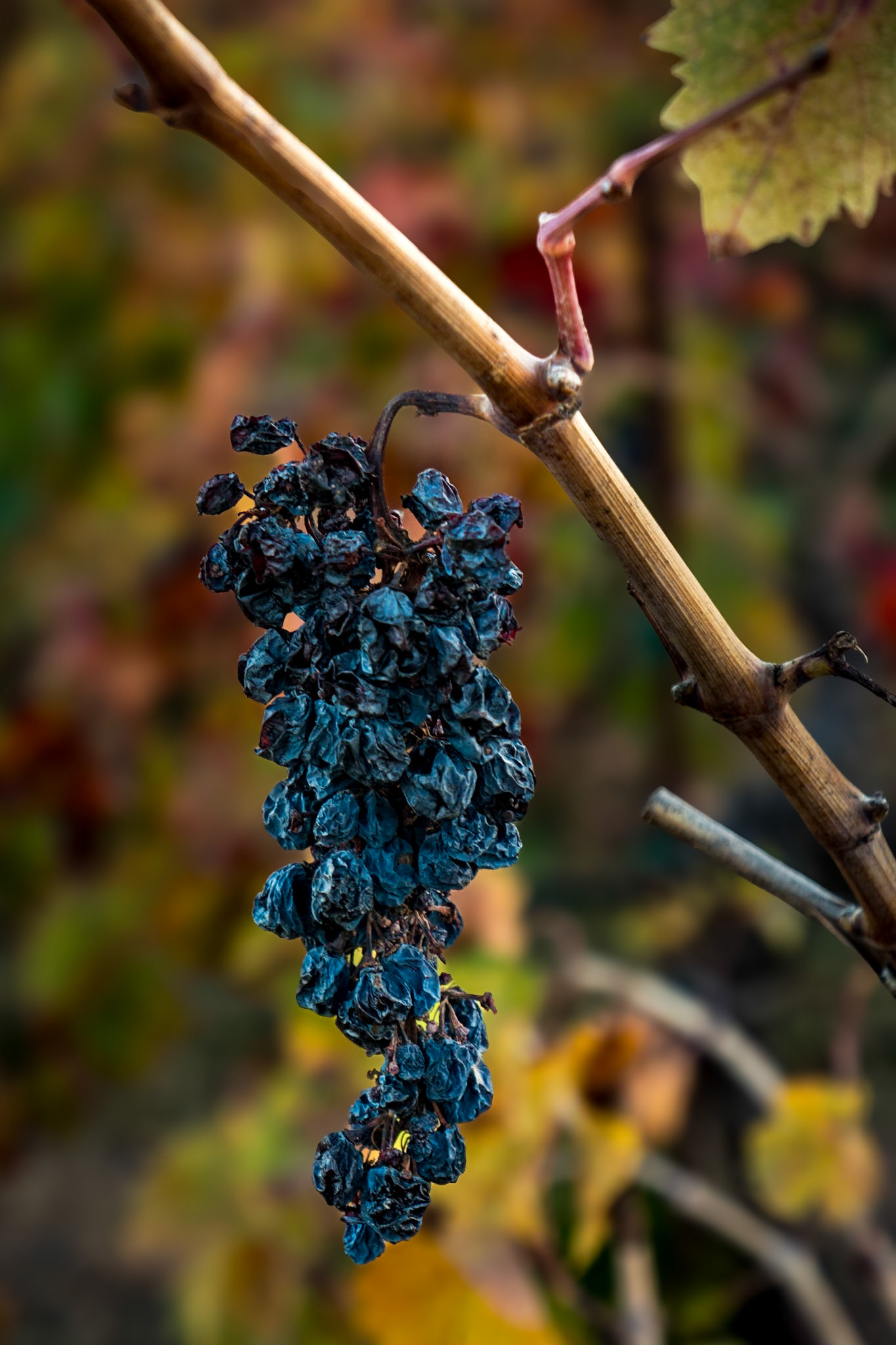 And now they're raisin