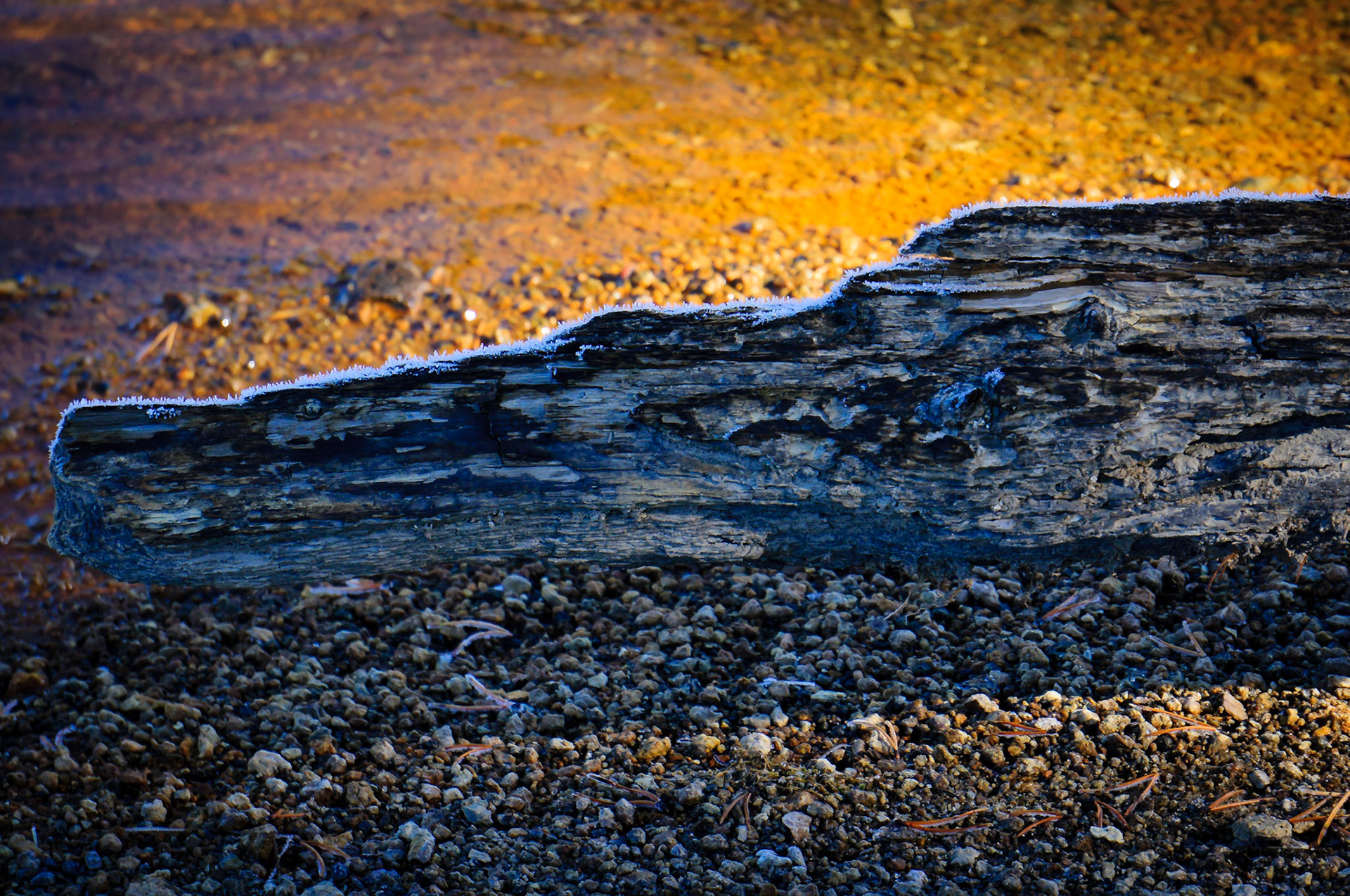 Frosty Log