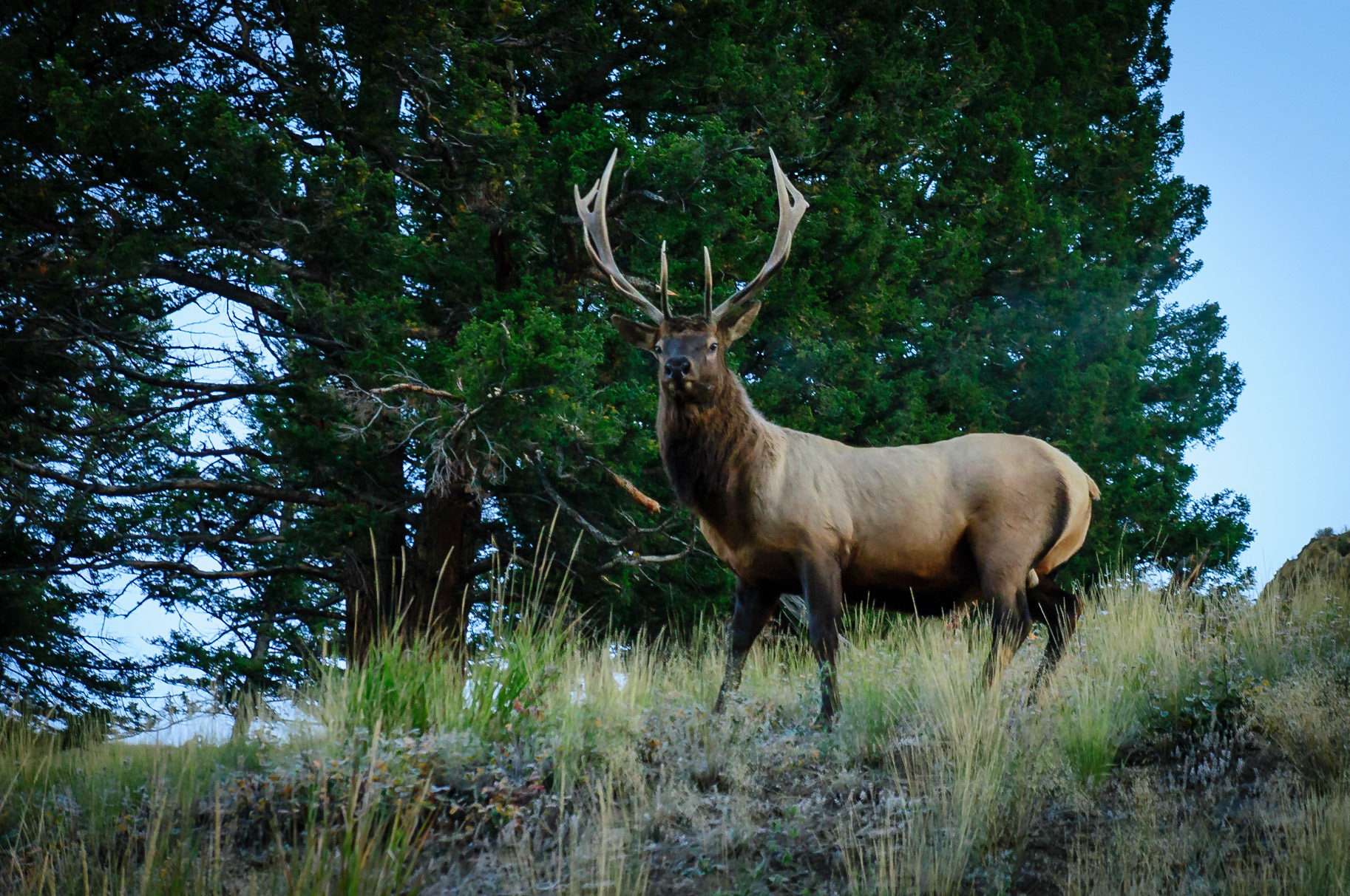 Elk in Lamar