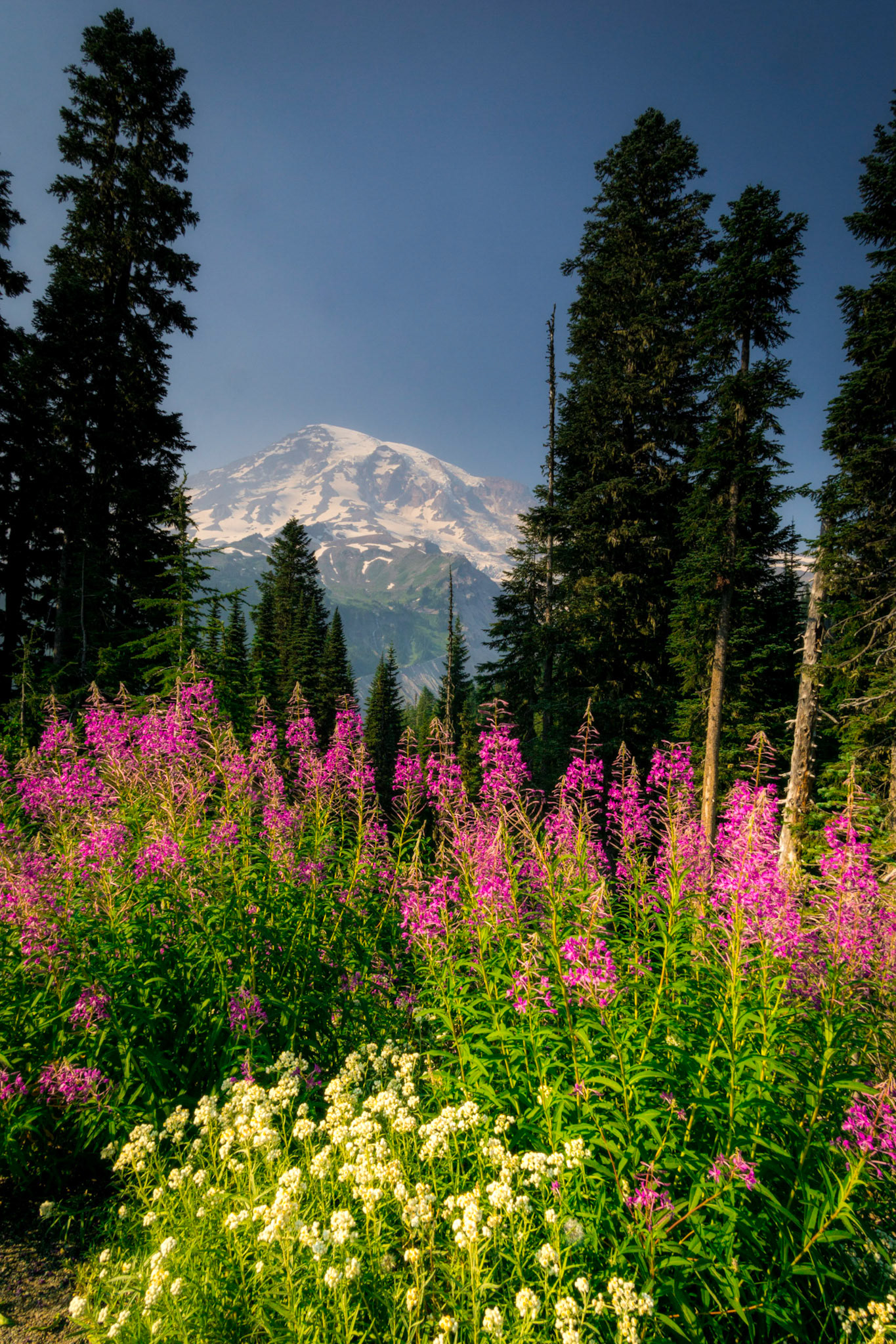 Mt. Rainier Lupine