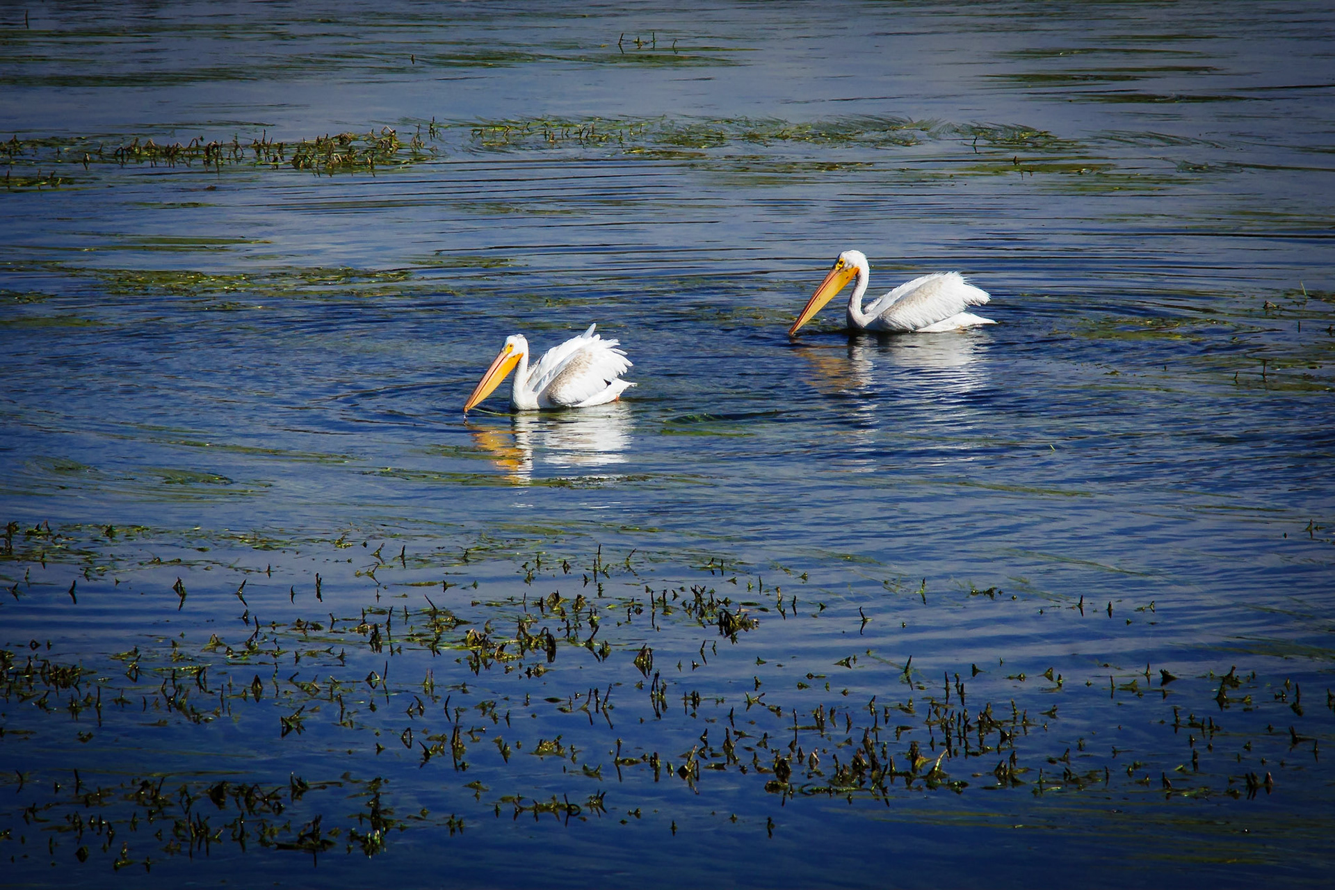 Pelicans in Yellowstone