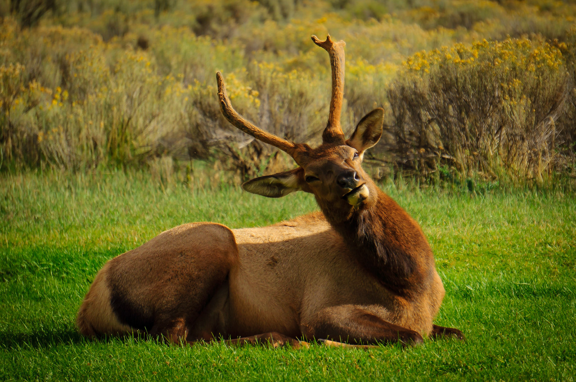 Elk at Mammoth Hot Springs