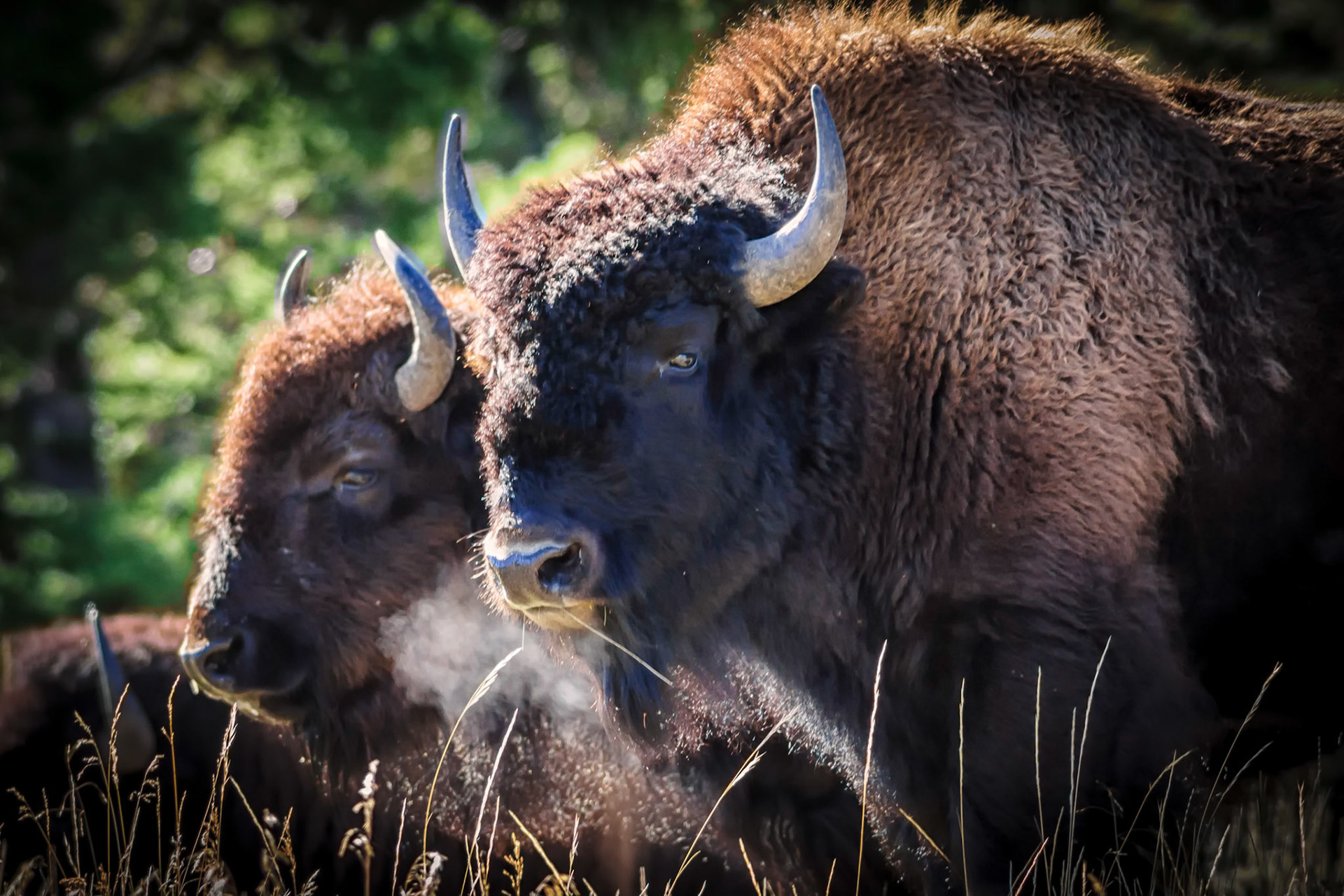 Bison in Lamar
