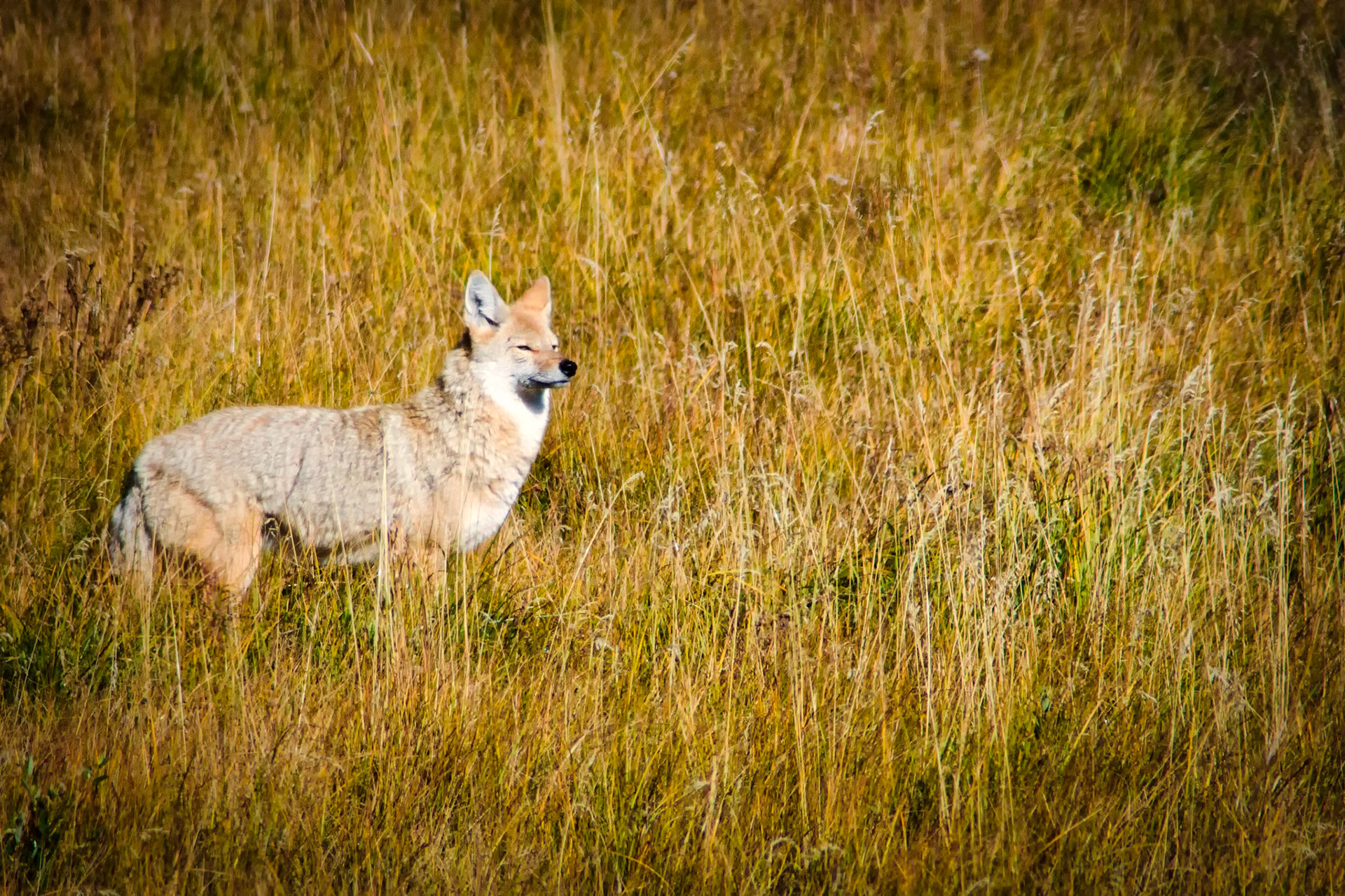 Coyote in Lamar