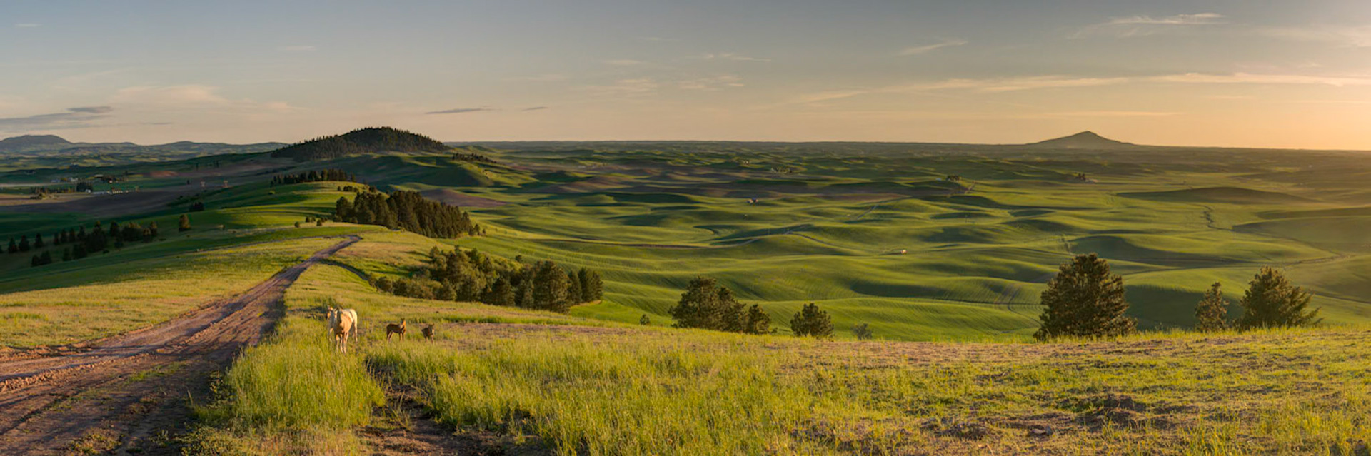 The Palouse from Goat Hill