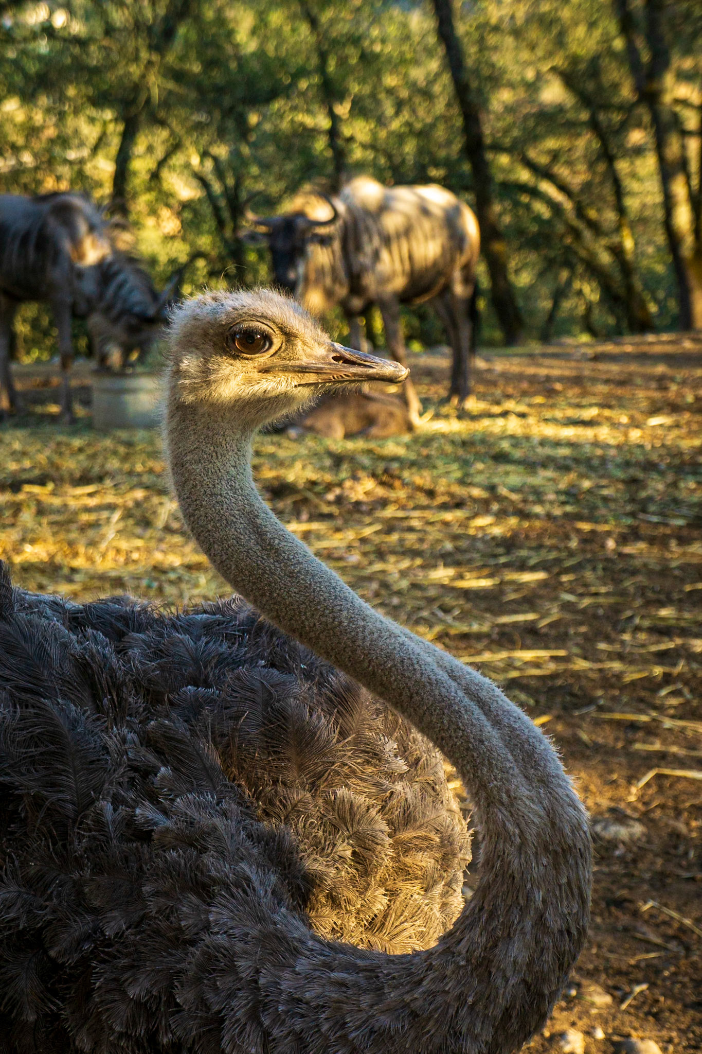 Marilyn the Ostrich