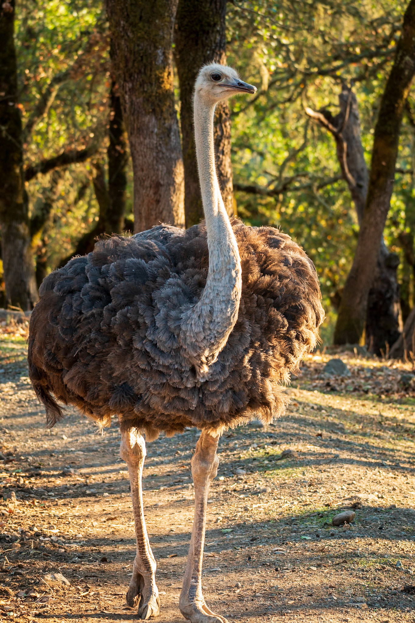 Lucy the Ostrich