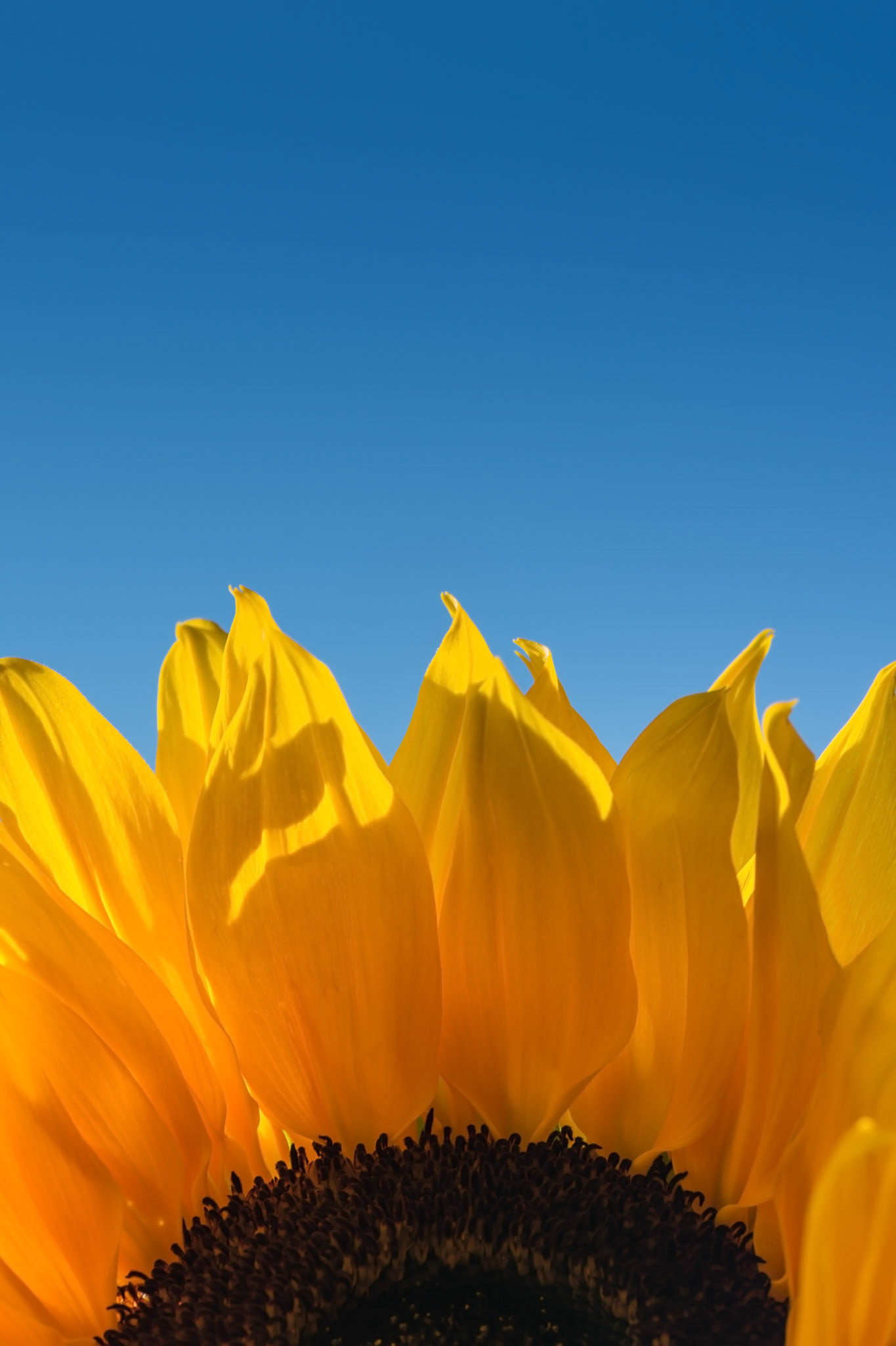 A sunflower rises up in the frame with its petals radiating out like the suns rays