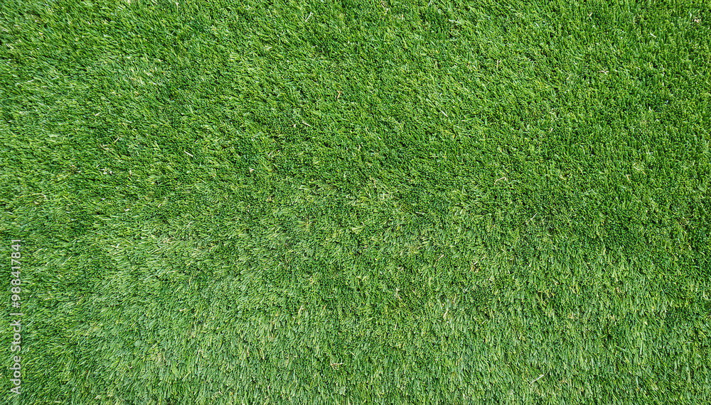 herbe verte de prairie, papier peint d'une texture de fond en gazon d'une pelouse