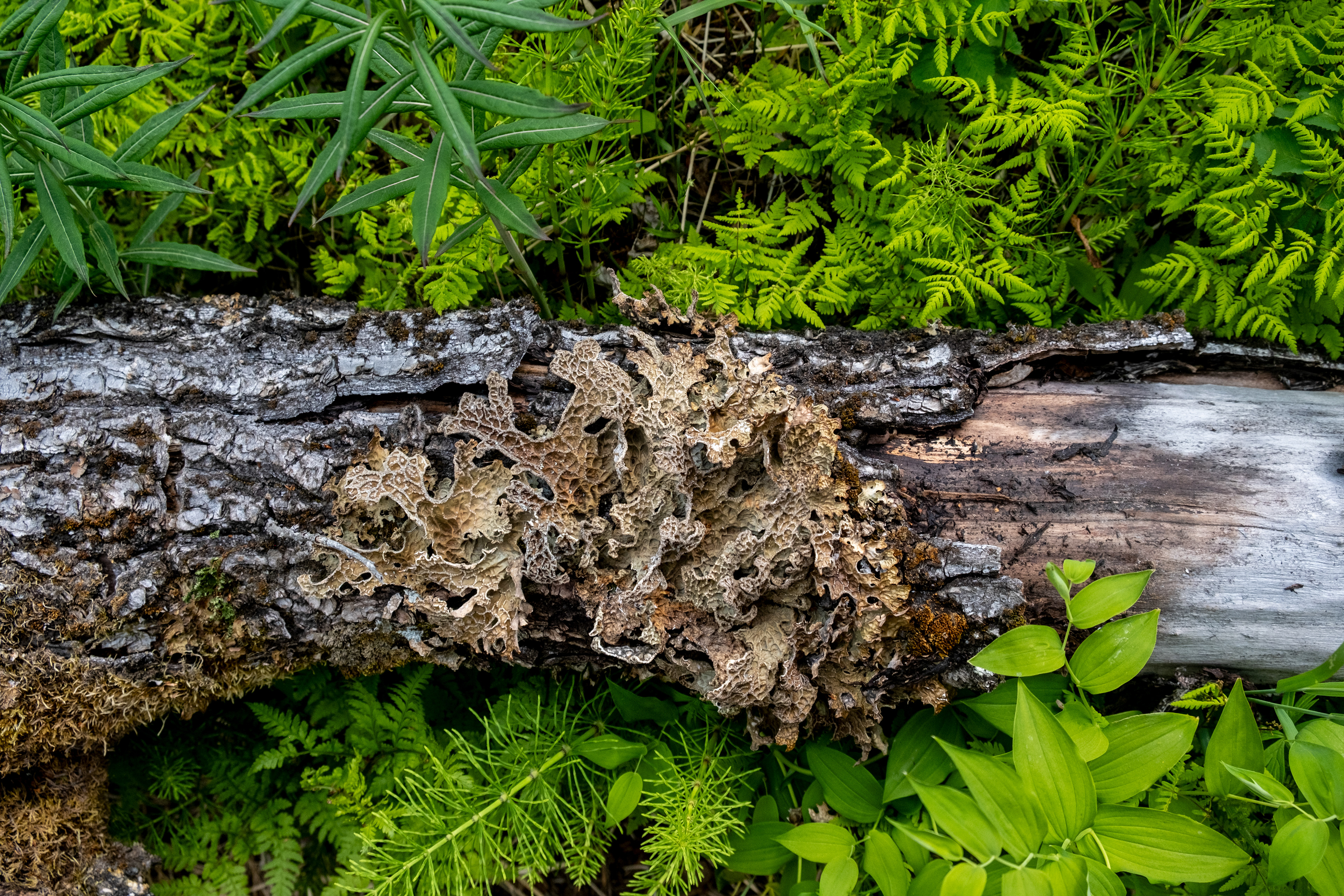 Lichen, ferns, twisted stalk, horsetail and Labrador tea