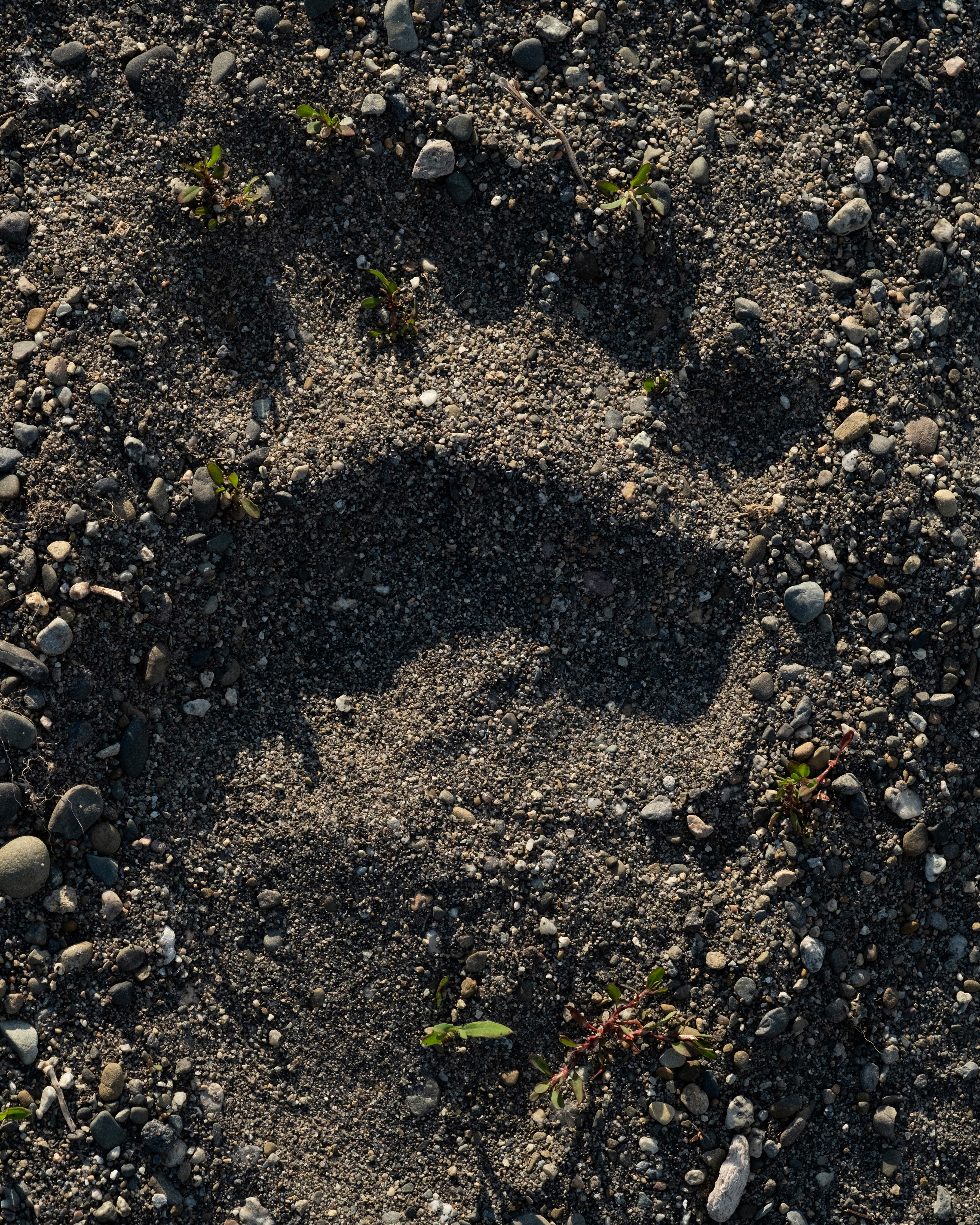 A paw print on the beach.