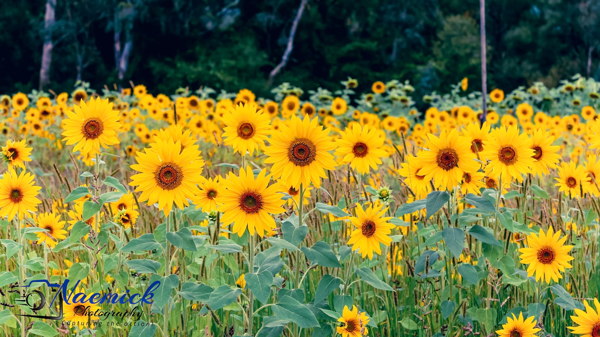 A vibrant field of sunflowers stretches across the landscape in Ovens, Victoria, Australia, under a clear sky. "Naemick Photography: Capturing the action."