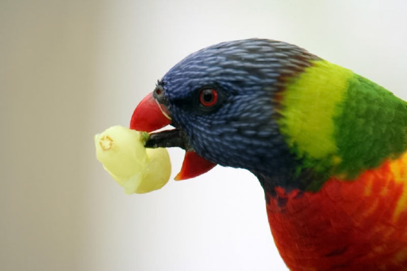 A close-up view of a rainbow lorikeet eating a light-colored piece of fruit against a plain background.