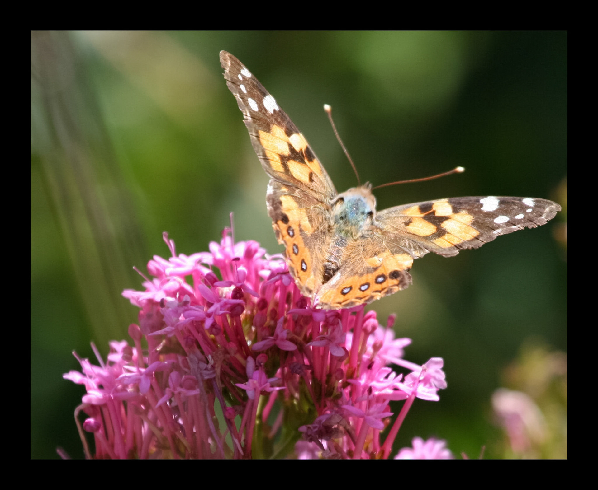 A detailed close-up shows a vibrant Painted Lady butterfly, Vanessa cardui, resting atop a cluster of small pink flowers with its wings spread.