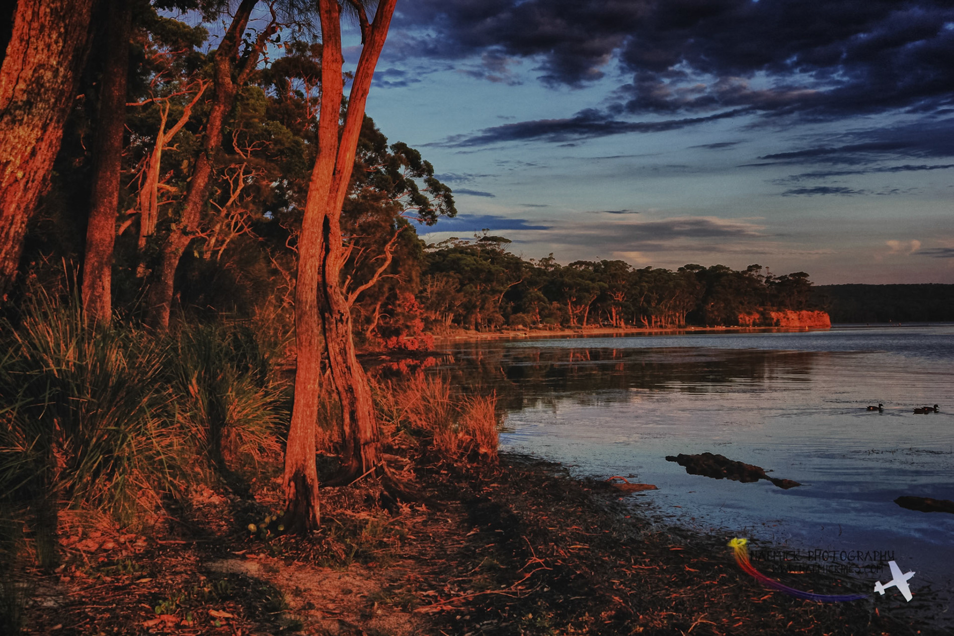 Tall trees with reddish bark stand along the shoreline of a calm body of water under a dramatic cloudy sky.