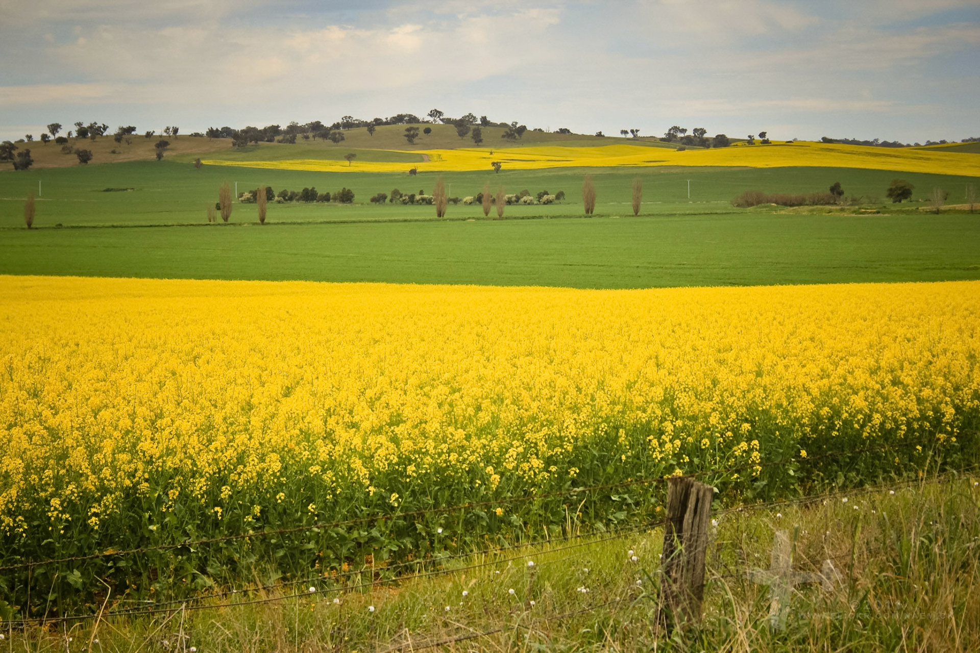 A vibrant yellow field of canola in full bloom contrasts with green crops and rolling hills under a cloudy sky.
