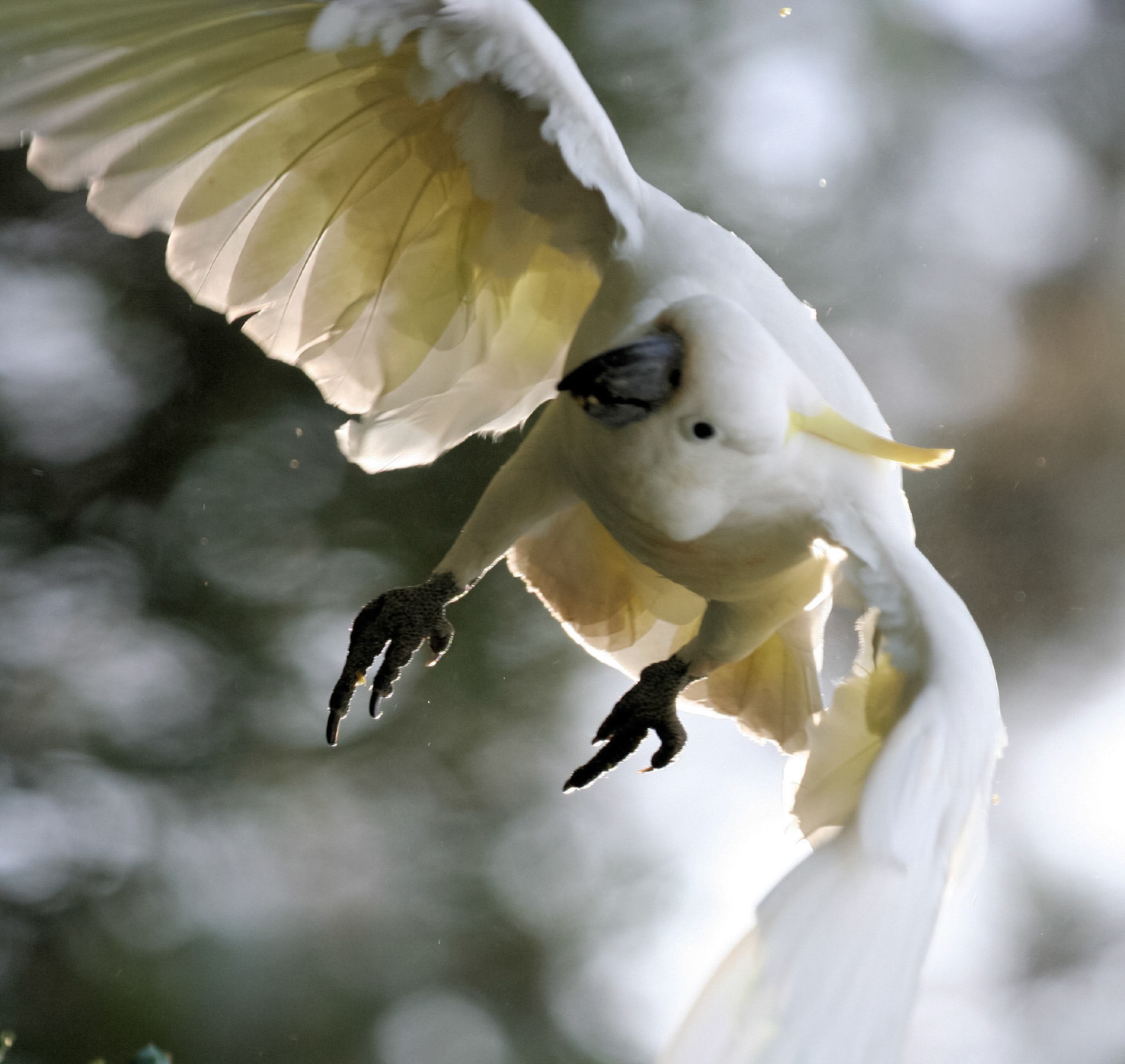 A sulphur-crested cockatoo is captured mid-flight, descending with its wings spread against a softly blurred, bright background. Its claws are visible.
