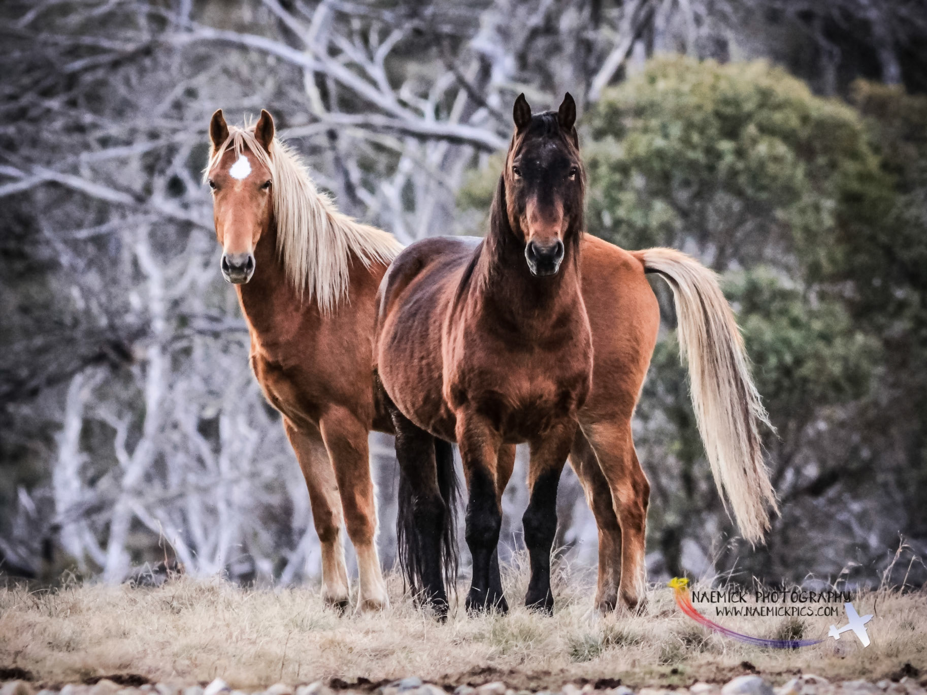 Two wild horses, one with a blaze, stand side-by-side on a grassy hill in a natural environment.