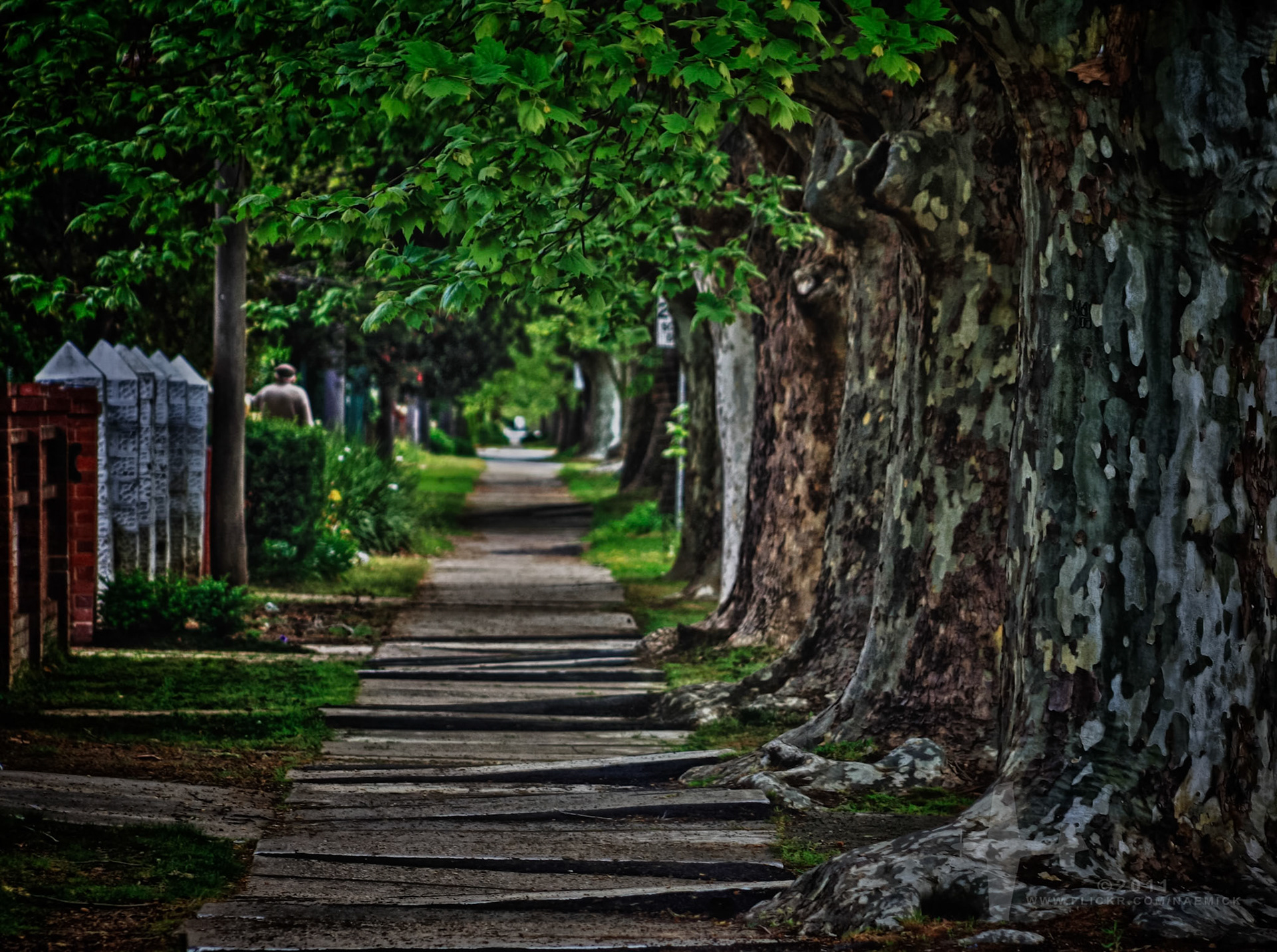 A shaded pedestrian pathway stretches into the distance, lined by a row of large, mature trees with textured bark. A person is visible in the background.