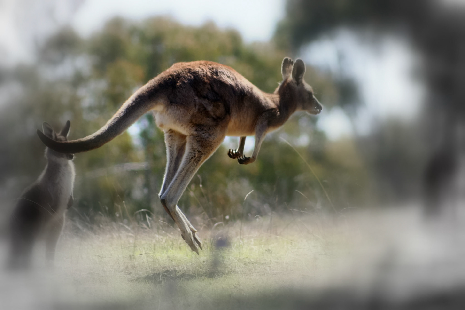 A kangaroo is captured mid-leap in a natural outdoor environment, with another kangaroo partially visible in the background.