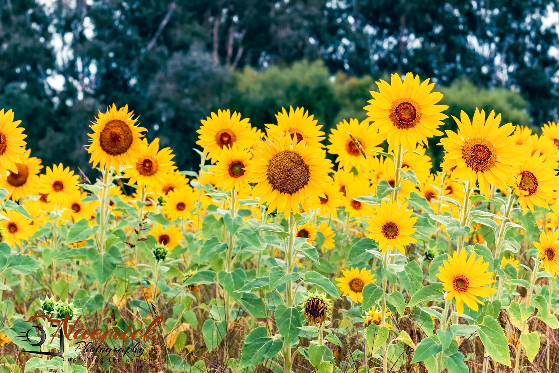 A field of sunflowers in Ovens, Victoria, Australia, with a dense green forest visible in the background.