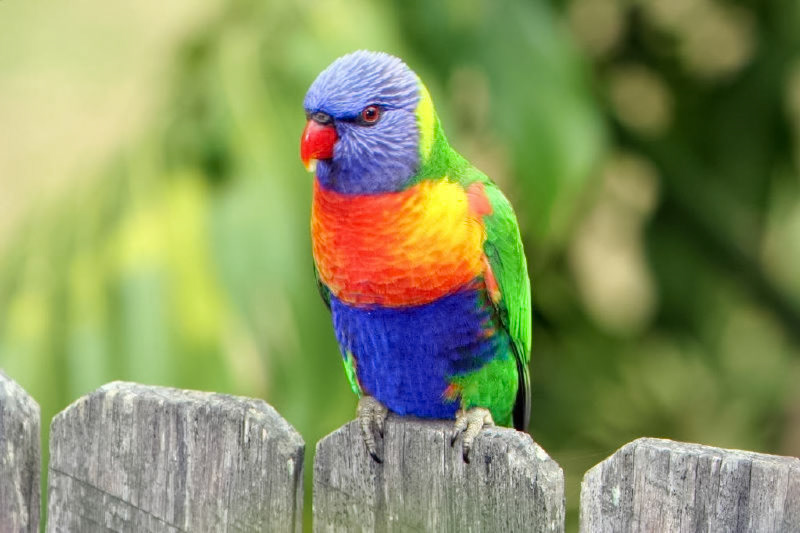 A vibrantly colored rainbow lorikeet, a species of parrot, is perched attentively on a weathered wooden fence post outdoors.