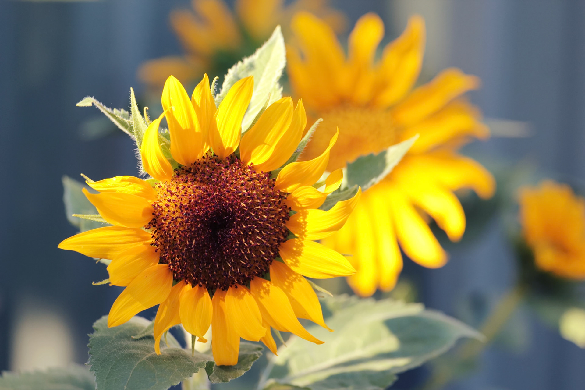 A close-up shot captures a sunflower with vibrant yellow petals and a dark central disk, bathed in sunlight.