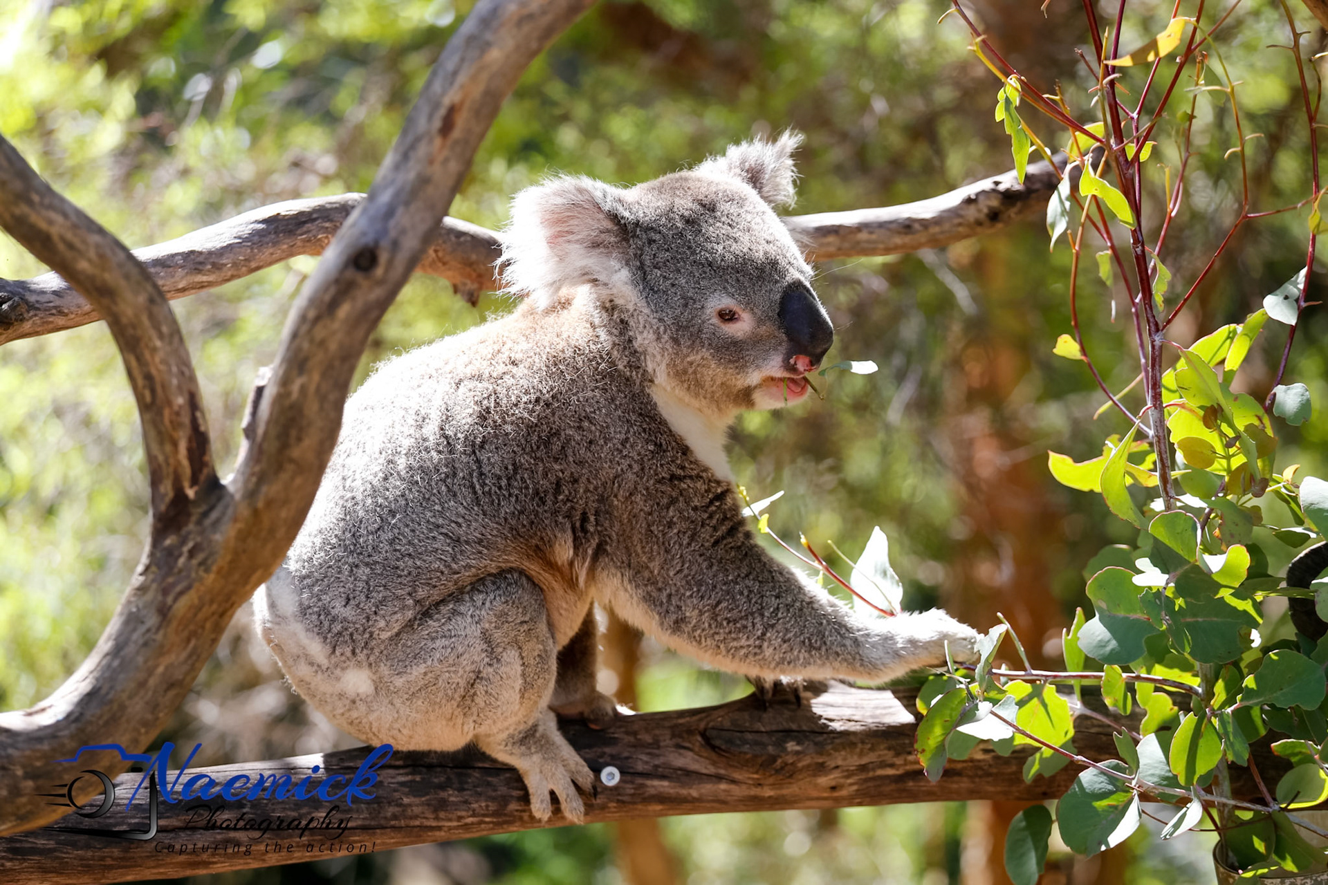 A koala sits on a tree branch, eating eucalyptus leaves in the District of Molonglo Valley, Australia.