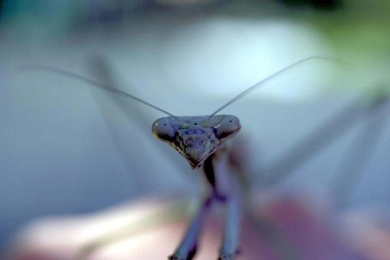 A close-up, front-facing view of a praying mantis, showcasing its distinctive head, compound eyes, and antennae.