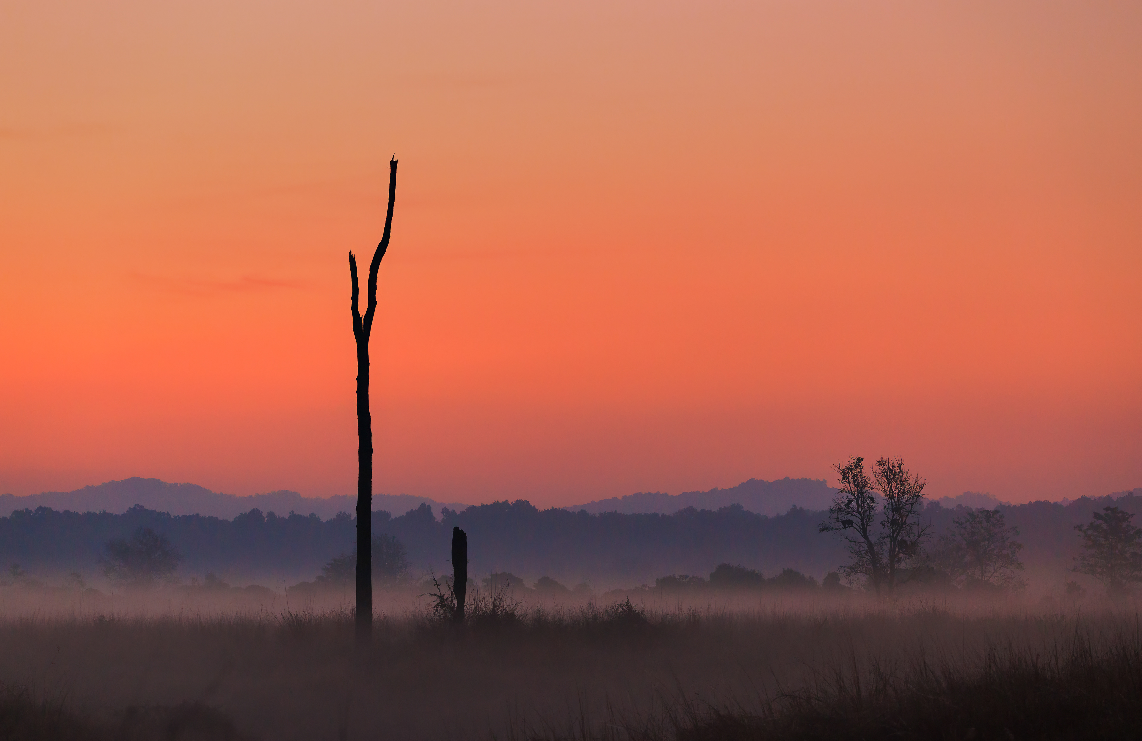 Jim Corbett National Park, India