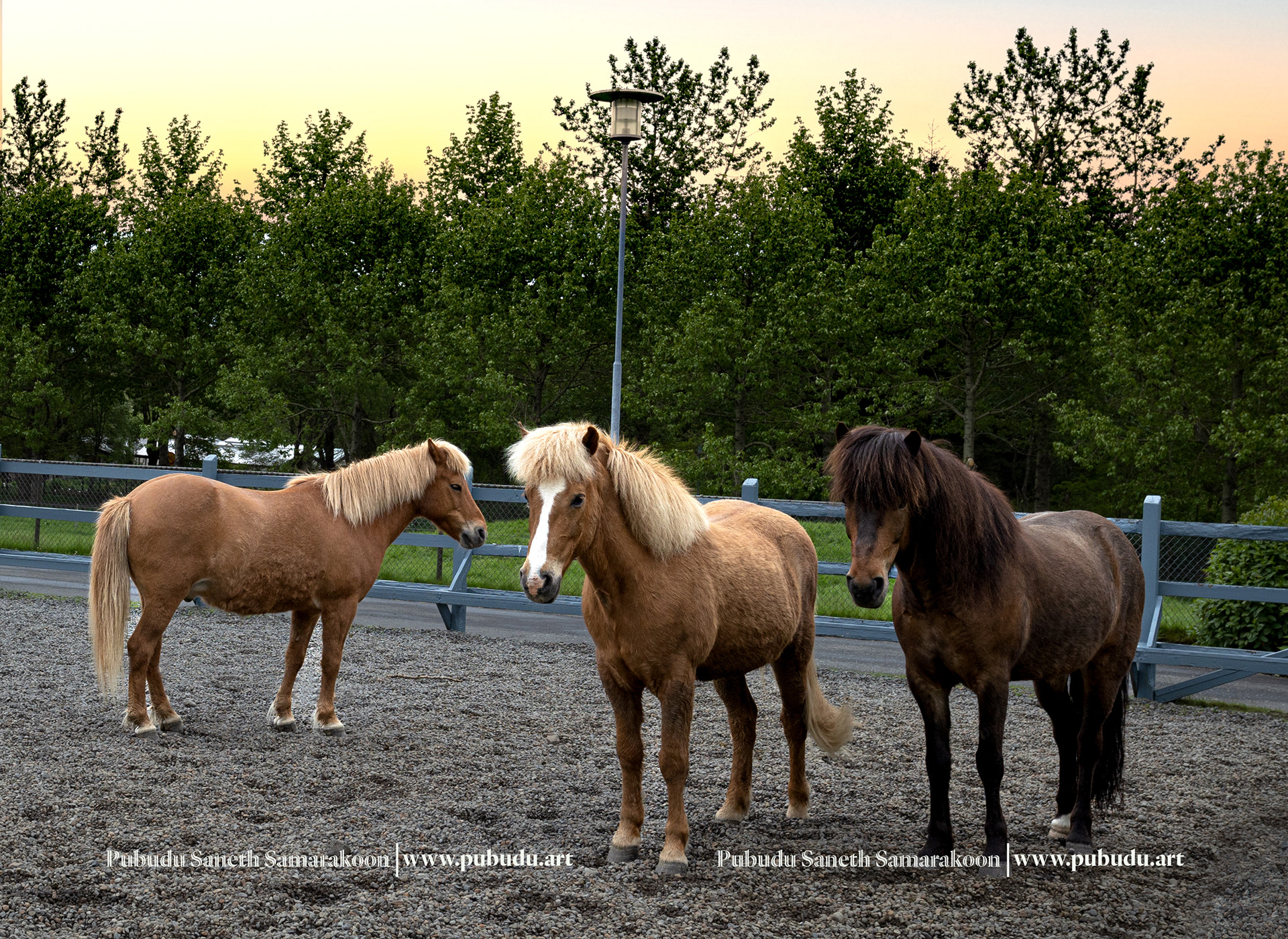 Icelandic horses